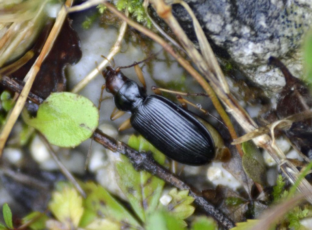 Carabidae: Nebria picicornis?  Sì !